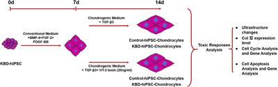 Dysregulation of Cells Cycle and Apoptosis in Human Induced Pluripotent Stem Cells Chondrocytes Through p53 Pathway by HT-2 Toxin: An in vitro Study